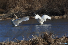 白鳥の羽ばたき