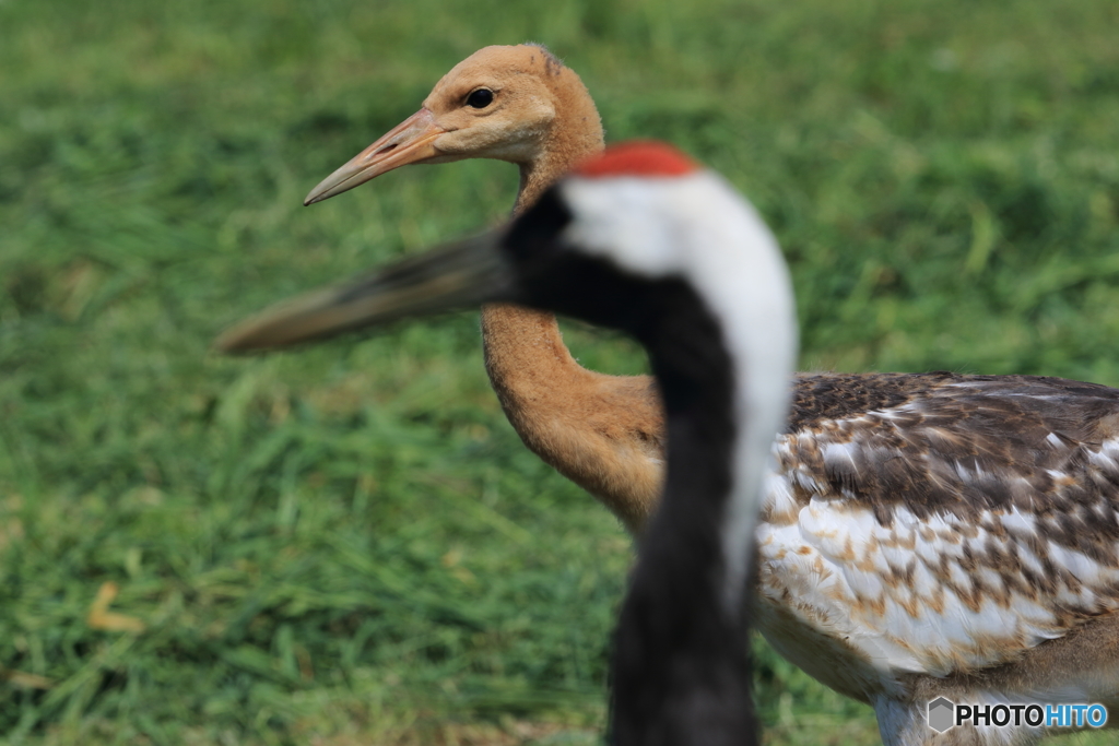 丹頂自然公園　鶴の親子