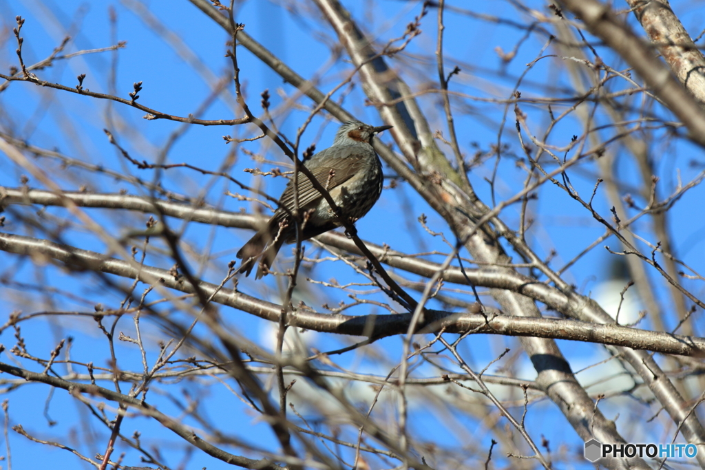 野鳥