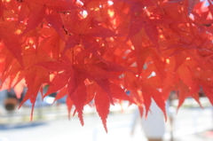 綺麗な紅葉。