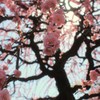 しだれ梅