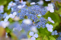 紫陽花