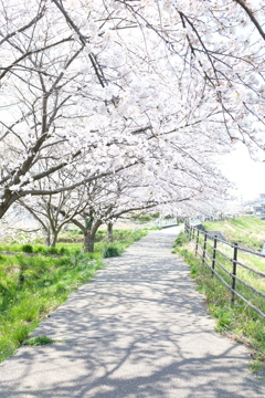 桜道