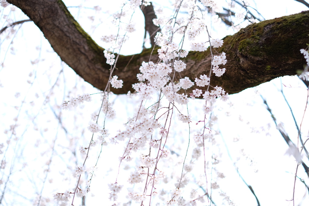 桜降る