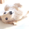 こまち