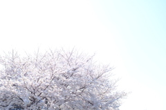 桜雪