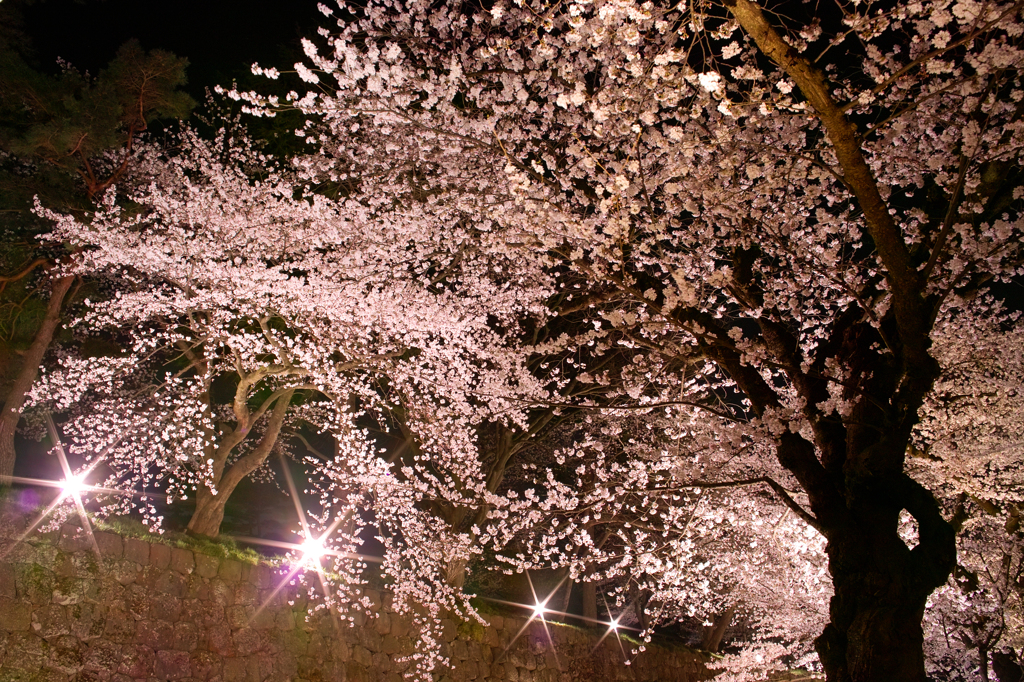 夜桜２