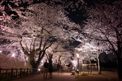 夜桜