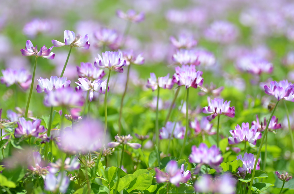 れんげ草