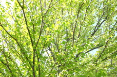 新緑
