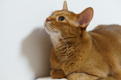 cat 1