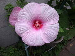 flower20120722-2