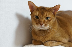 cat 2
