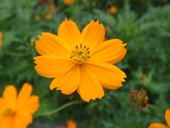 flower20120722-3