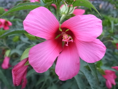 flower20120722-1