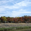 秋の鴨川散歩