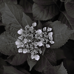 モノクロ紫陽花