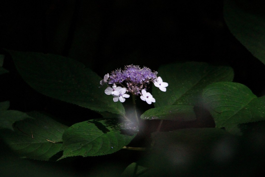 真夏の紫陽花