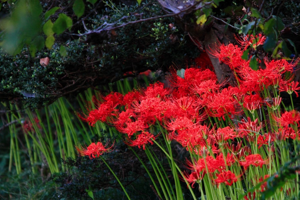 曼珠沙華 2012