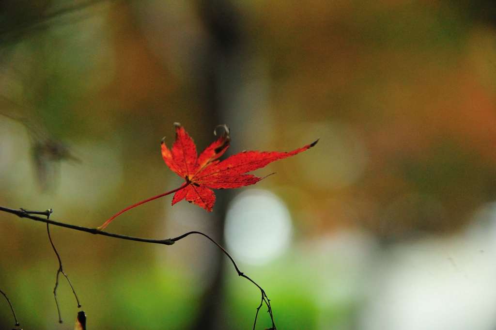 DSC_3656_01