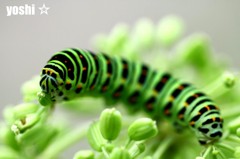 キアゲハの幼虫