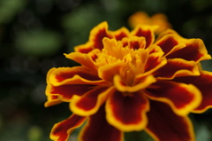 marigold