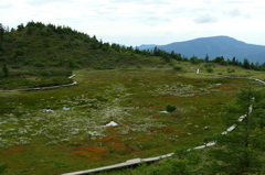 白根山　芳ヶ平湿原