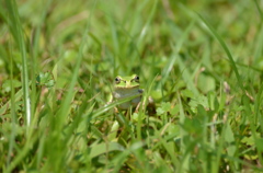 ミドリノナカノミドリ