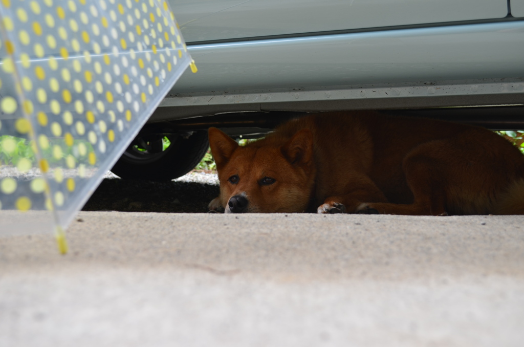 久々の晴れ・・・でも暑い・・・