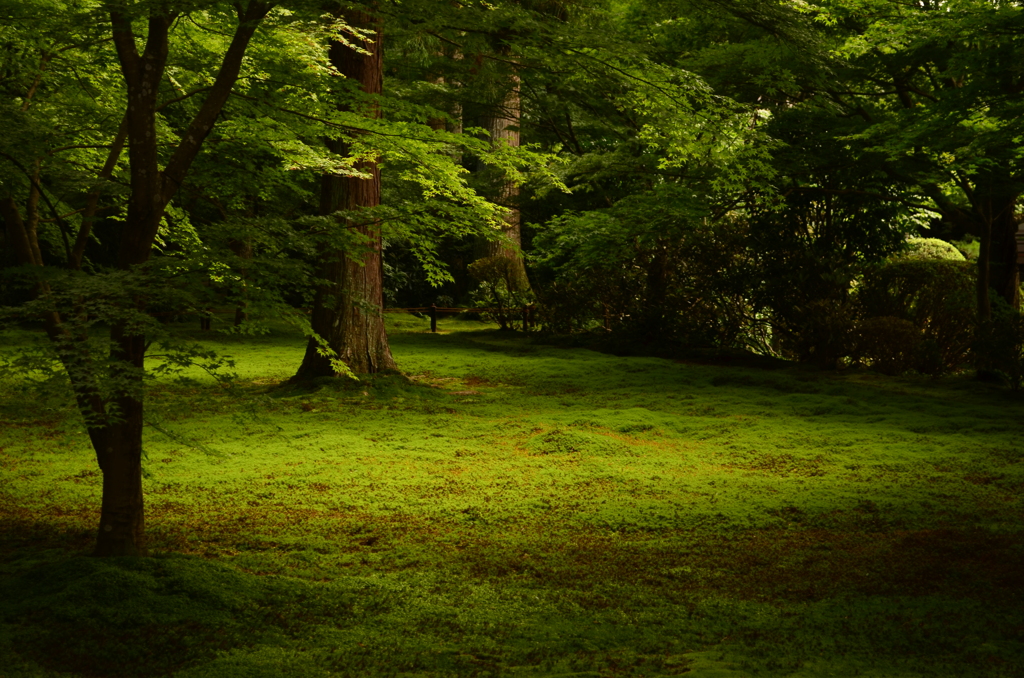 三千院　苔庭2