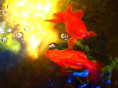 金魚