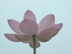 蓮の花