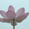 蓮の花