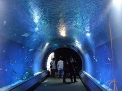 ﾄﾝﾈﾙ