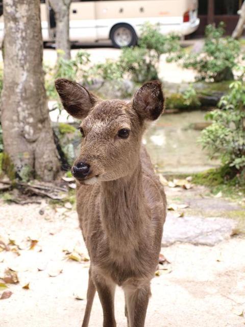 ｼｶくん