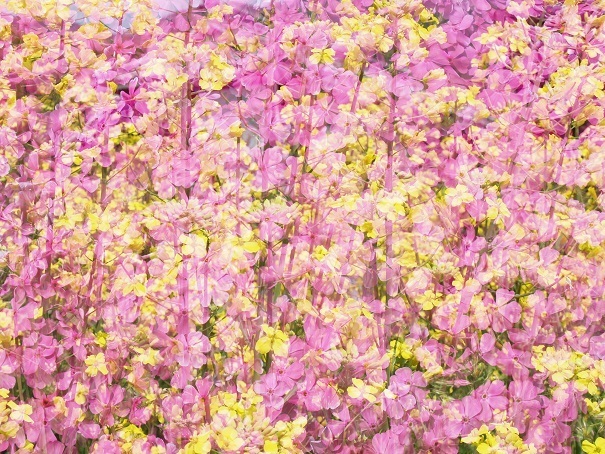 花～花