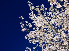 夜桜