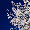 夜桜