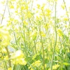 菜の花