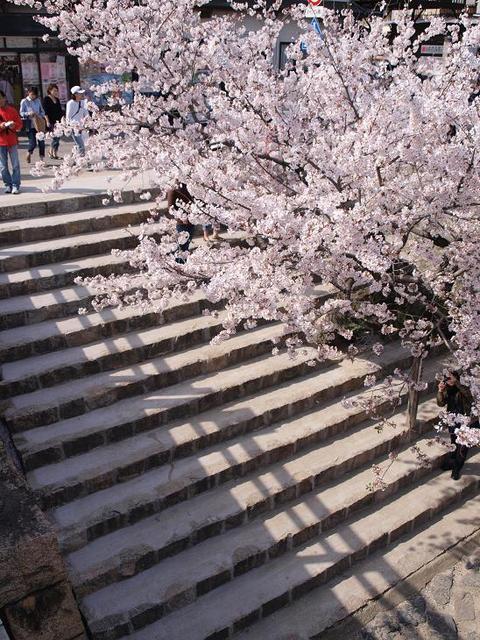 桜の名所