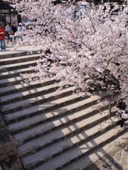 桜の名所