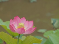 蓮の花