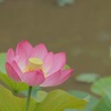 蓮の花