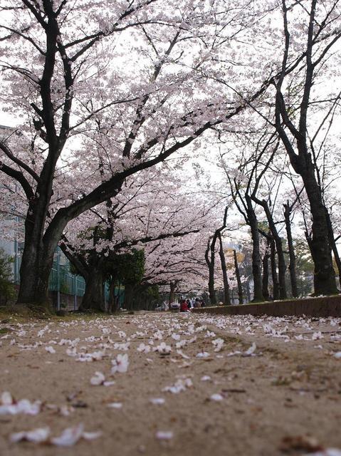 花見