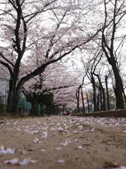 花見