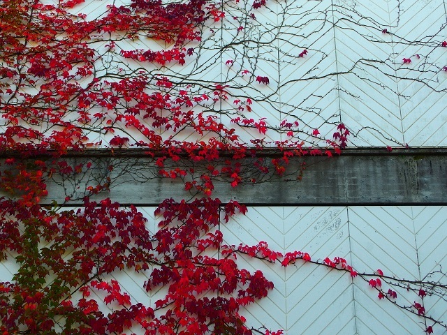 紅葉