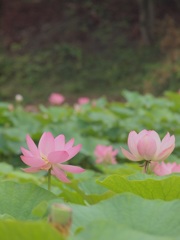 蓮の花