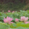 蓮の花
