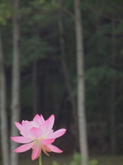 蓮の花