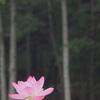 蓮の花